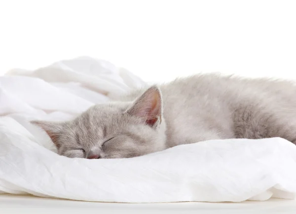 Gatto dormiente — Foto Stock