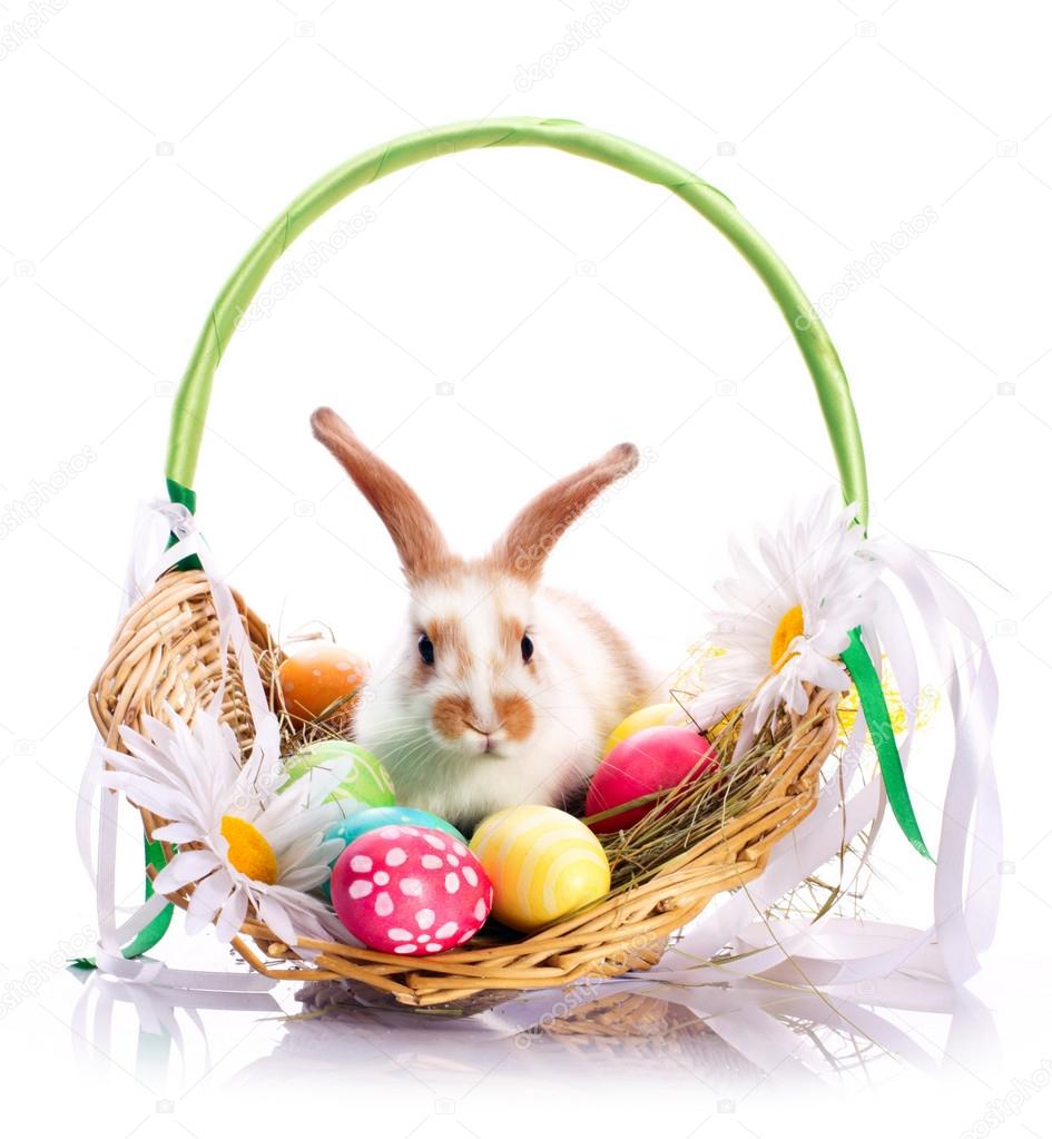Fancy rabbit in the basket