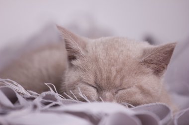 Uyuyan kedi