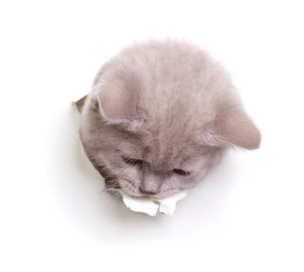 Gatto che guarda fuori dal buco di carta — Foto Stock