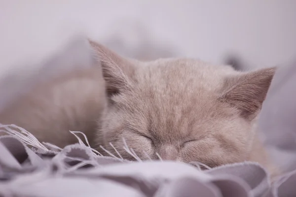 Γάτα στον ύπνο — Φωτογραφία Αρχείου