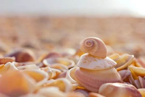 Beach with shells — Stock Photo, Image