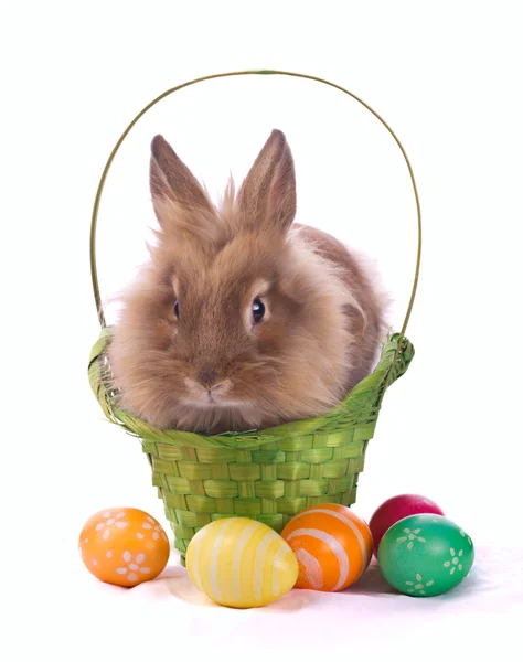 Fancy rabbit in the basket — Stock Photo, Image