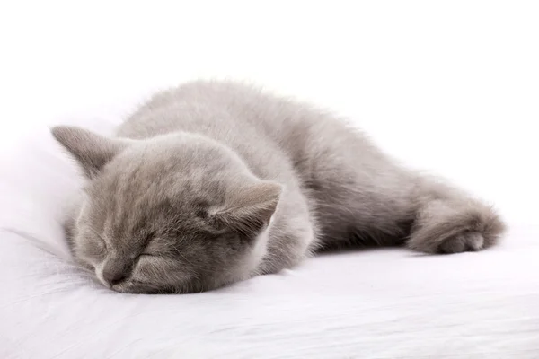 Blå katt som sover — Stockfoto