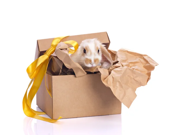Dekorace králík v box setu — Stock fotografie