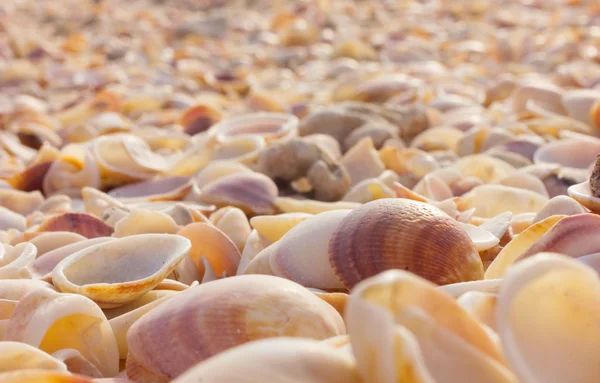 Shell background — Stock Photo, Image