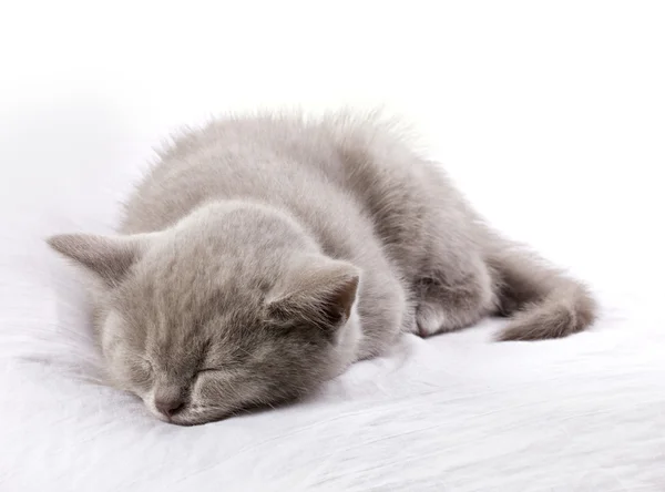 Dormindo cinza-azul gato — Fotografia de Stock
