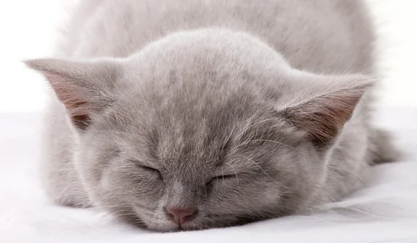 Closeup portrait of a sleeping cat — Stock Photo, Image