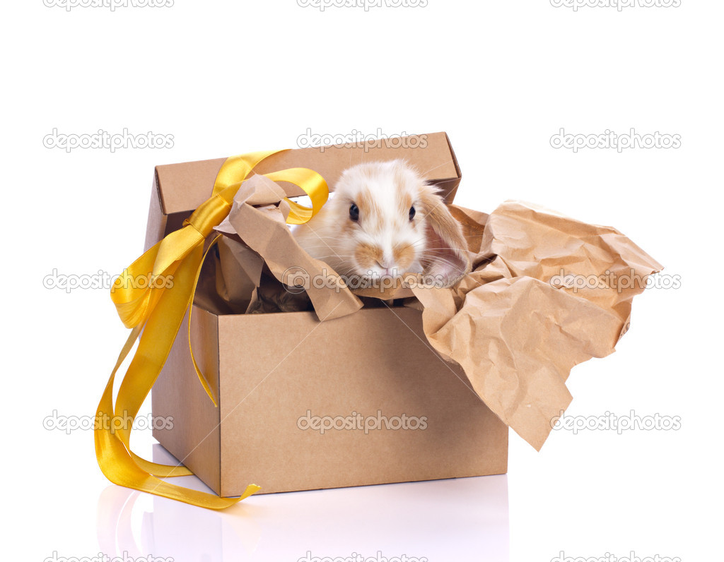 decoration rabbit in box set