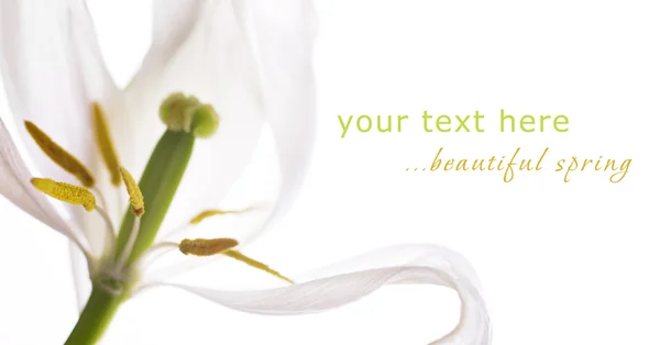 Närbild bild av en vit tulpan — Stockfoto