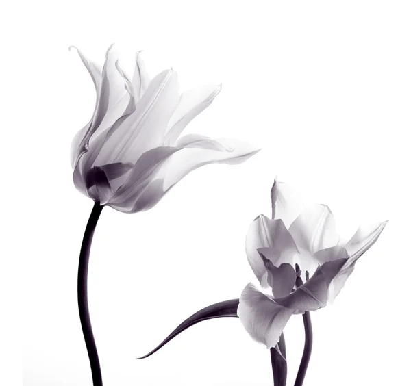 Silhouettes de tulipes sur blanc — Photo