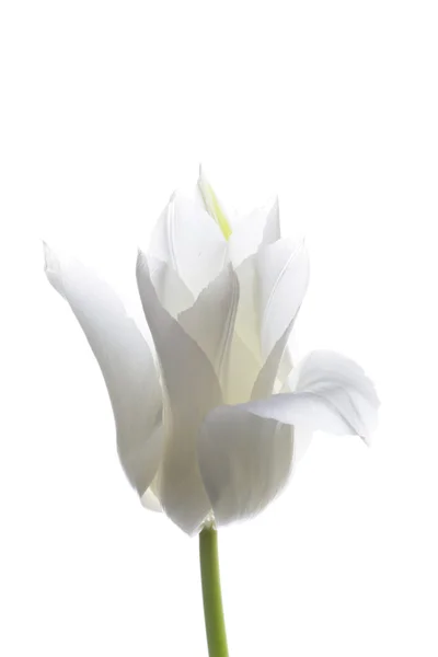 Witte tulip — Stockfoto