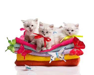 kedi, havlu ve kelebek