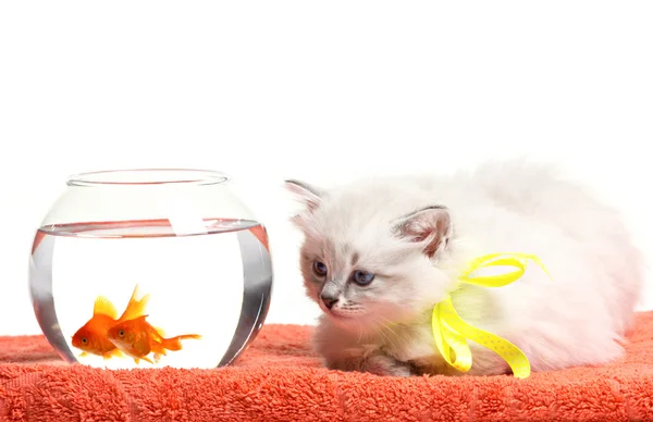 Funny kitten a goldfishes — Stock fotografie