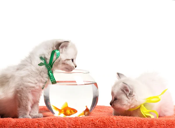 Gatitos y acuario con peces de colores — Foto de Stock