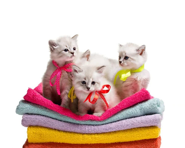 Several small kittens on towel — Stock Photo, Image