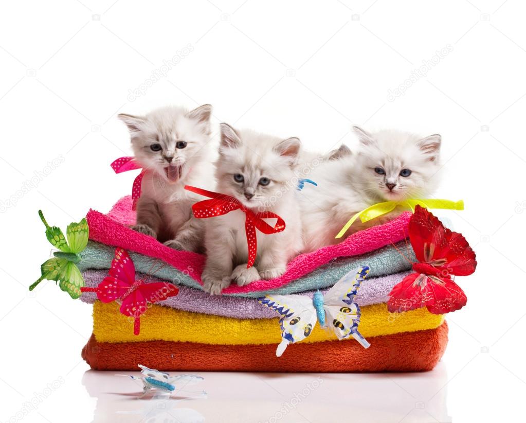 kittens, towels and butterfly