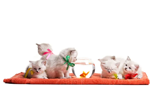 Six petits chatons et poissons rouges — Photo