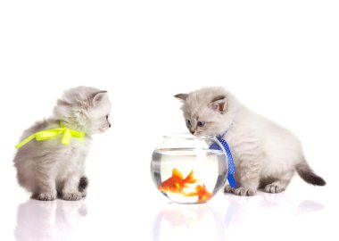 iki küçük yavru kedi ve iki goldfish