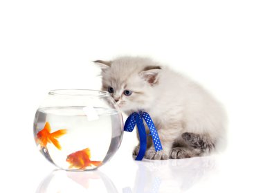 küçük yavru kedi ve goldfishes