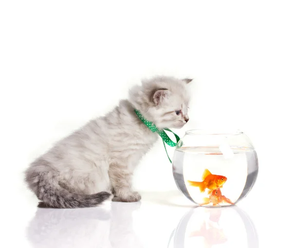 Cat and fish — Stock Photo, Image