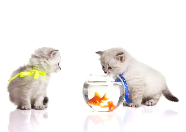 Dois gatinhos e dois peixinhos dourados — Fotografia de Stock