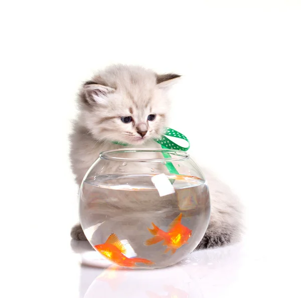 Lilla kattunge och goldfishes — Stockfoto