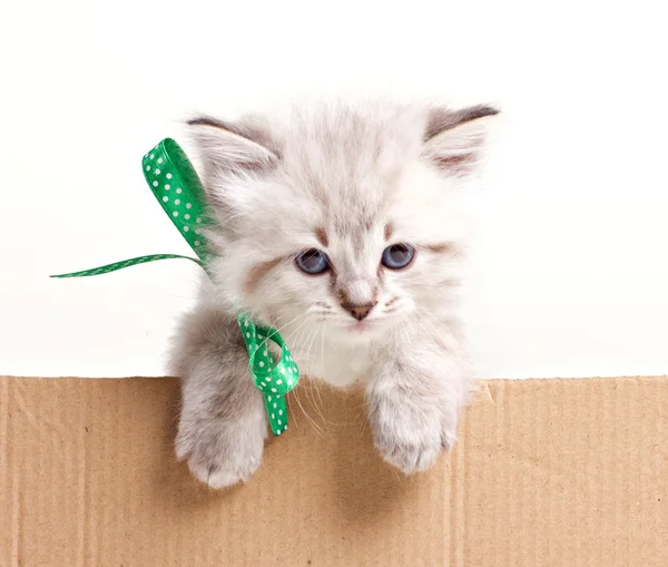 Маленький котенок выглядывает из коробки — стоковое фото