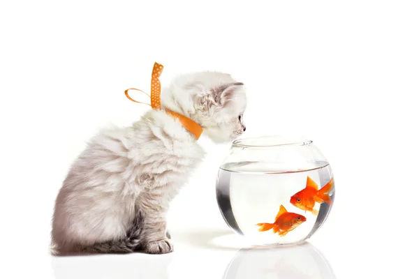 Маленький котёнок и золотая рыбка — стоковое фото