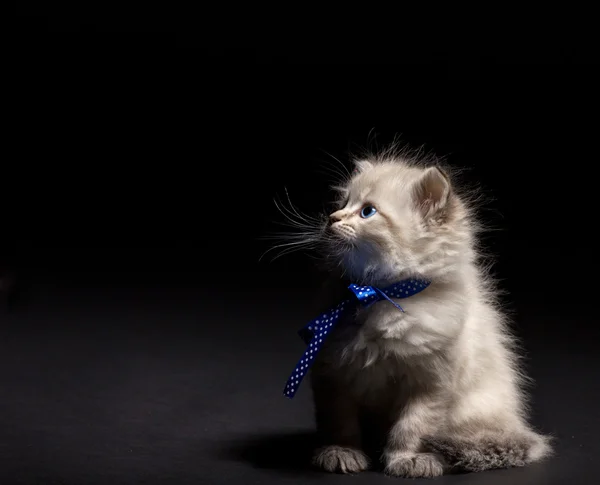 Fluffy kitten with blye eyes — Stock Photo, Image