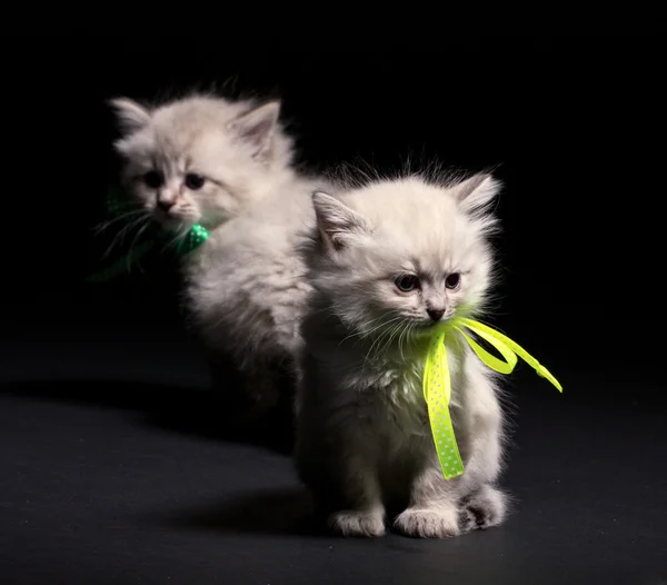 Two little kittens — Stock Photo, Image