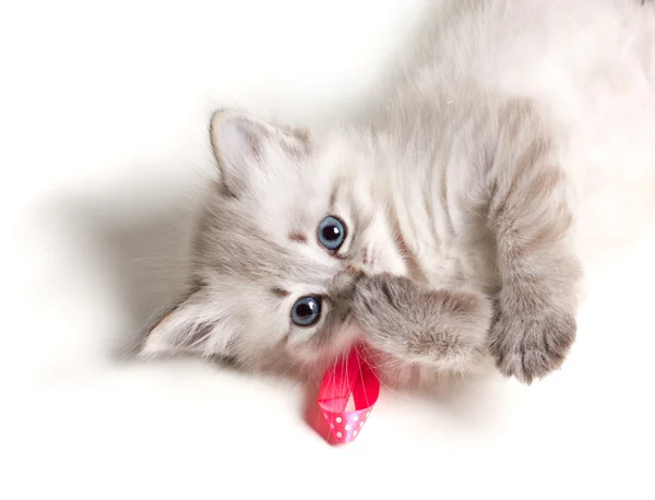 Close-up retrato de um lindo gatinho — Fotografia de Stock