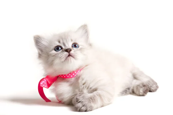 Μικρή όμορφη γάτα — Φωτογραφία Αρχείου