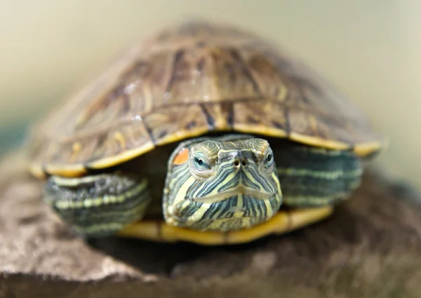 Primer plano retrato de una tortuga —  Fotos de Stock