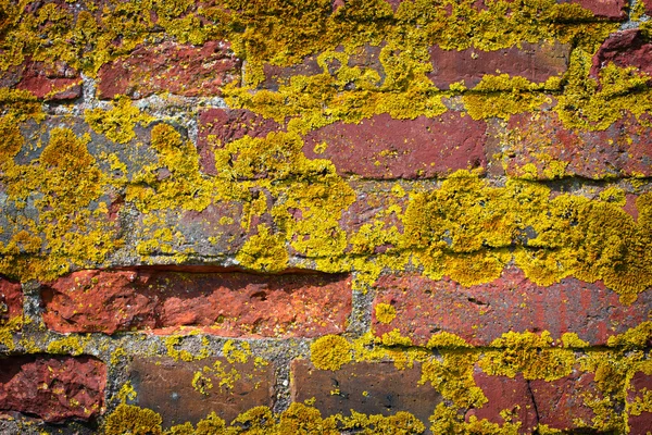 Oude muur groeiende moss — Stockfoto