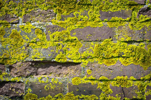 Old brick wall growing moss — Stock Photo, Image