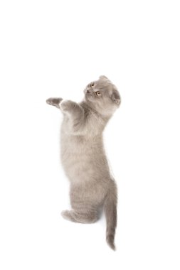 gri çok İngiliz yavru kedi