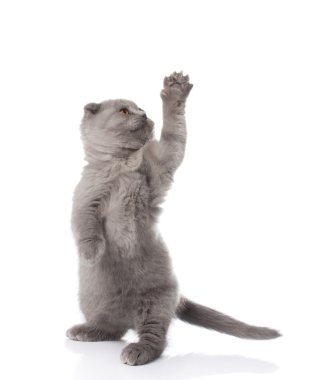 gri İngiliz yavru kedi