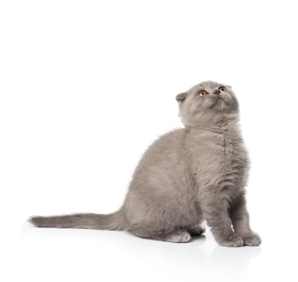 Grey british kitten — Stock Photo, Image