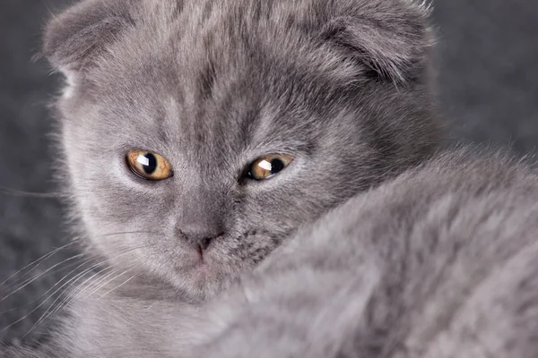 Gatito gris — Foto de Stock