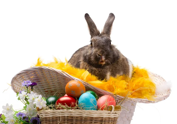 Conejito de Pascua, huevos coloridos y flores — Foto de Stock