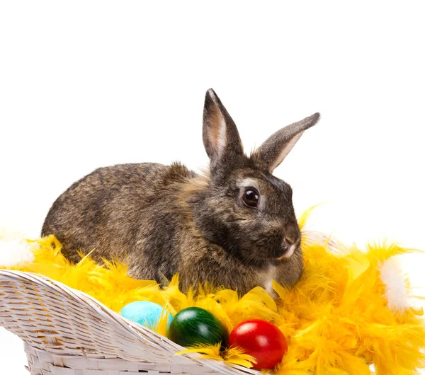 Sepette yumurta ile tavşan — Stok fotoğraf