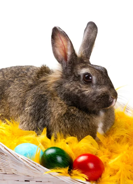 Bunny a barevné vejce — Stock fotografie