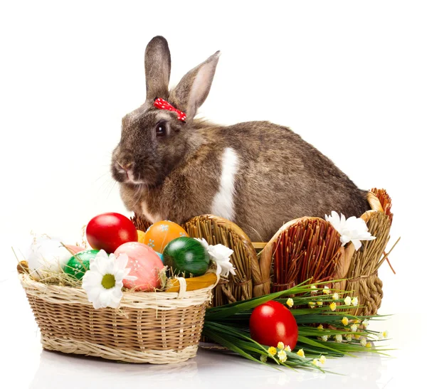 Easter still with bunny — Stock Photo, Image