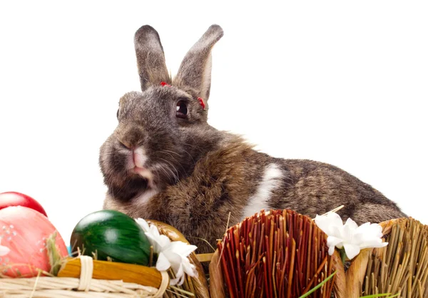 Bunny and easter eggs — Stock Photo, Image