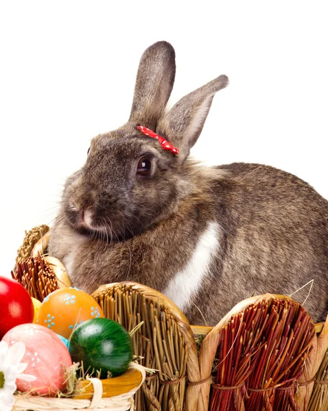 Coniglietto e uova di Pasqua — Foto Stock