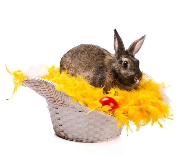 Bunny i korg — Stockfoto