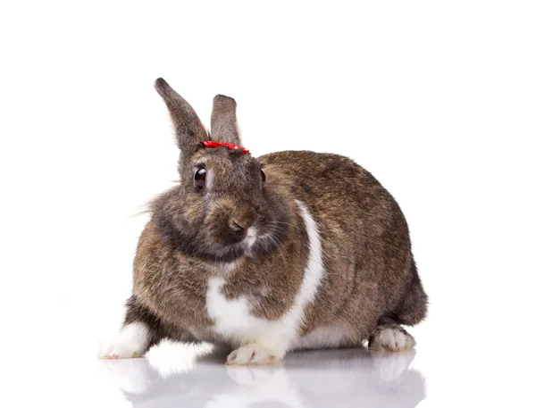 Retrato de un conejo —  Fotos de Stock