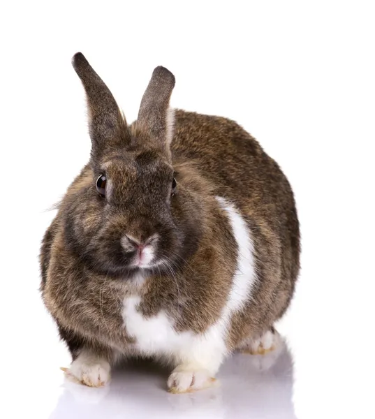 バニーの肖像画porträtt av bunny — Stockfoto