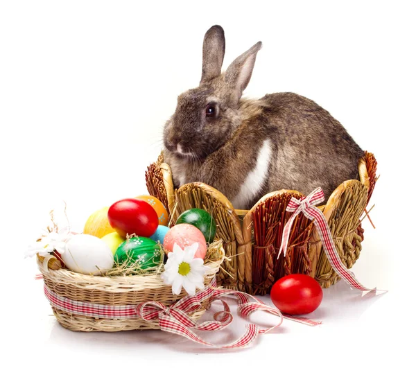 Bunny and colorful  eggs — Stock Photo, Image